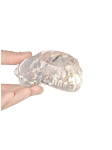 Catus Exemplar Dentoform; Articulated Feline Model with Radio-Opaque Natural Root Teeth